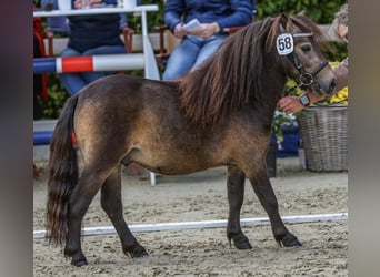 Mini Shetland Pony, Stallion, 4 years, 8.1 hh, Buckskin Mini Shetland Pony, Stallion, 4 years, 8.1 hh, Buckskin