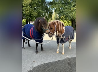 Mini Shetland Pony, Stallion, 4 years, 8.1 hh, Buckskin Mini Shetland Pony, Stallion, 4 years, 8.1 hh, Buckskin