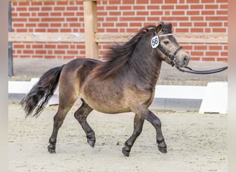 Mini Shetland Pony, Stallion, 4 years, 8.1 hh, Buckskin Mini Shetland Pony, Stallion, 4 years, 8.1 hh, Buckskin