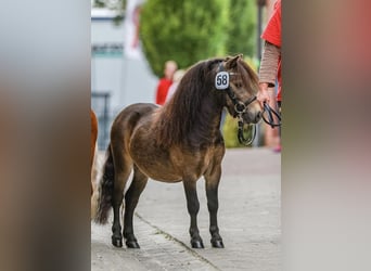 Mini Shetland Pony, Stallion, 4 years, 8.1 hh, Buckskin Mini Shetland Pony, Stallion, 4 years, 8.1 hh, Buckskin