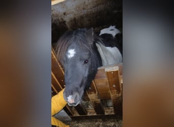 Mini Shetland Pony, Stallion, 4 years, 8 hh