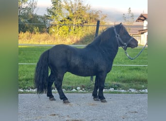 Mini Shetland Pony, Stallion, 4 years, 8,1 hh, Black