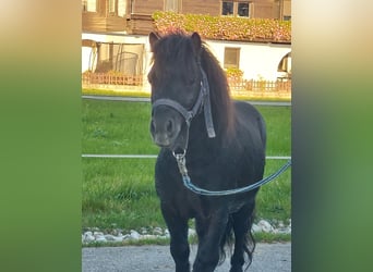 Mini Shetland Pony, Stallion, 4 years, 8,1 hh, Black