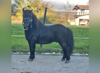 Mini Shetland Pony, Stallion, 4 years, 8,1 hh, Black