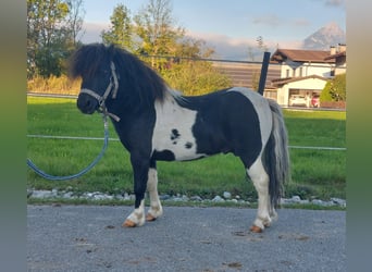 Mini Shetland Pony, Stallion, 4 years, 8,2 hh, Pinto