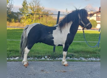 Mini Shetland Pony, Stallion, 4 years, 8,2 hh, Pinto