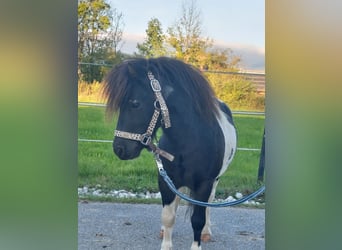 Mini Shetland Pony, Stallion, 4 years, 8,2 hh, Pinto