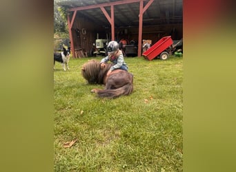 Mini Shetland Pony, Stallion, 4 years, 8,3 hh, Chestnut