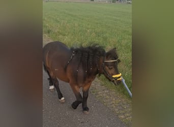 Mini Shetland Pony, Stallion, 4 years, 9.1 hh, Pinto