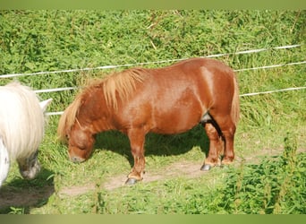 Mini Shetland Pony, Stallion, 6 years, 7 hh, Chestnut