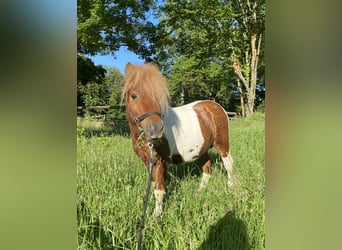 Mini Shetland Pony, Stallion, 6 years, 8 hh, Pinto
