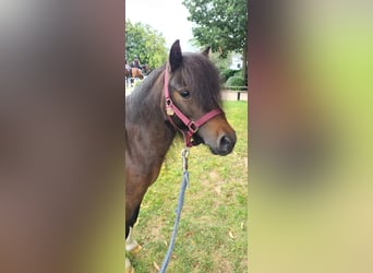 Mini Shetland Pony, Stallion, 7 years, 8 hh, Brown