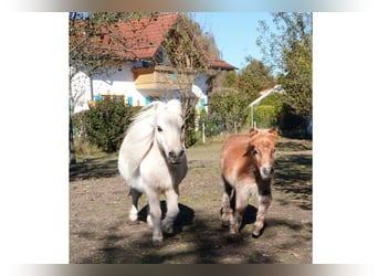Mini Shetland Pony, Stallion, Foal (06/2023), 7.2 hh, Chestnut-Red