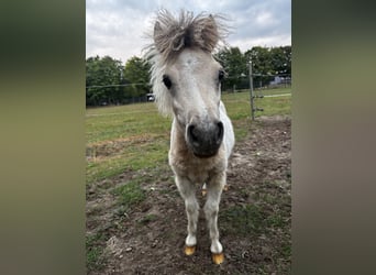 Mini Shetland Pony, Stallion, Foal (03/2025), 7,3 hh, Pinto