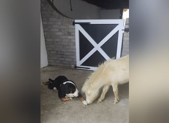 Mini Shetland Pony, Stallion, Foal (06/2026), 8.1 hh, Perlino