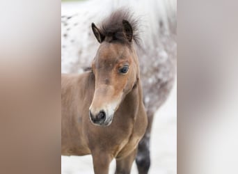 Mini Shetland Pony, Stallion, Foal (04/2025), Brown