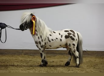 Mini Shetland Pony, Stallion, 4 years, 7.1 hh, Leopard-Piebald