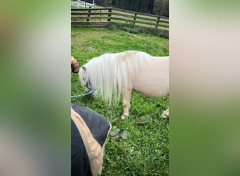 Mini Shetland Pony, Stallion, 11 years, Palomino