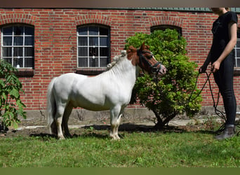 Mini Shetland Pony, Stallion, 12 years, 8 hh, Pinto