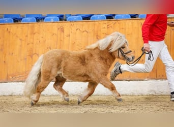 Mini Shetland Pony, Stallion, 11 years, 8 hh, Red Dun