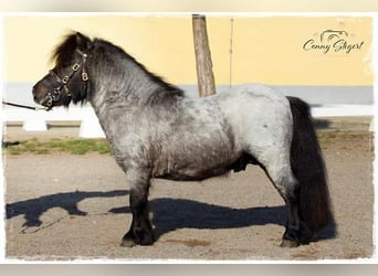 Mini Shetland Pony, Stallion, 10 years, 8 hh, Roan-Blue