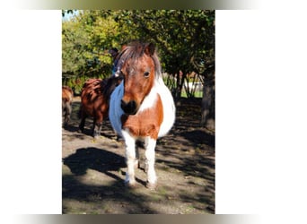 Mini Shetland Pony, Stute, 11 Jahre, 77 cm, Schecke