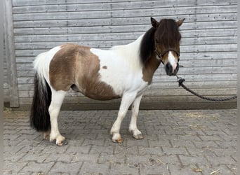 Mini Shetland Pony, Stute, 11 Jahre, 85 cm, Braunfalbschimmel