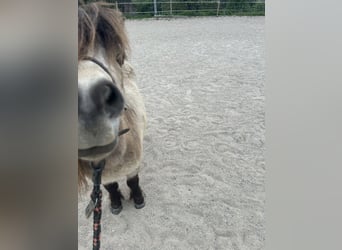 Mini Shetland Pony, Stute, 11 Jahre, 85 cm, Buckskin