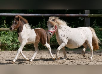 Mini Shetland Pony, Stute, 11 Jahre, 85 cm