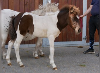Mini Shetland Pony, Stute, 11 Jahre, 85 cm