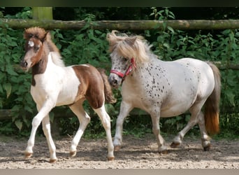 Mini Shetland Pony, Stute, 11 Jahre, 85 cm