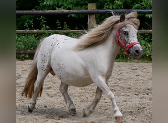 Mini Shetland Pony, Stute, 11 Jahre, 85 cm