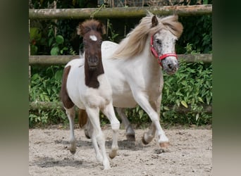 Mini Shetland Pony, Stute, 11 Jahre, 85 cm