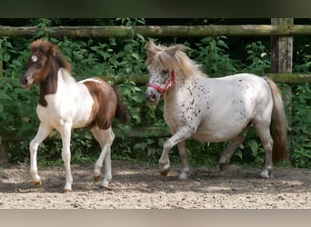 Mini Shetland Pony, Stute, 11 Jahre, 85 cm