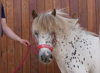 Mini Shetland Pony, Stute, 11 Jahre, 85 cm