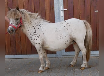Mini Shetland Pony, Stute, 11 Jahre, 85 cm