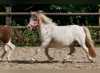 Mini Shetland Pony, Stute, 11 Jahre, 85 cm