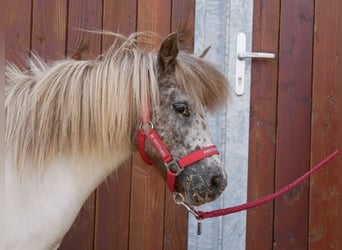 Mini Shetland Pony, Stute, 11 Jahre, 85 cm