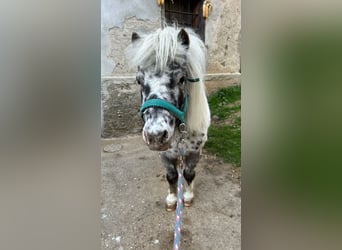 Mini Shetland Pony, Stute, 11 Jahre, 85 cm, Tigerschecke