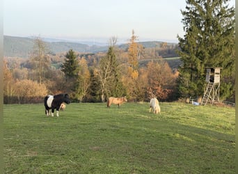 Mini Shetland Pony, Stute, 11 Jahre, 86 cm, Fuchs
