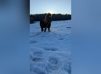 Mini Shetland Pony, Stute, 11 Jahre