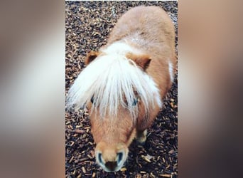 Mini Shetland Pony, Stute, 12 Jahre, Fuchs