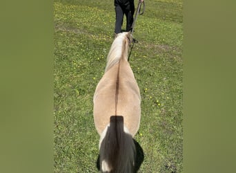 Mini Shetland Pony, Stute, 12 Jahre, Palomino