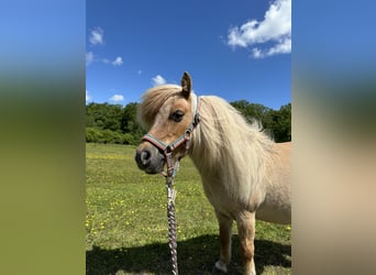 Mini Shetland Pony, Stute, 12 Jahre, Palomino
