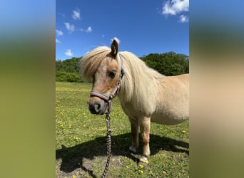 Mini Shetland Pony, Stute, 12 Jahre, Palomino