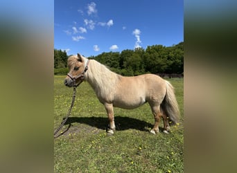 Mini Shetland Pony, Stute, 12 Jahre, Palomino