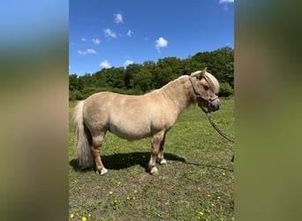 Mini Shetland Pony, Stute, 12 Jahre, Palomino