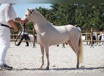Mini Shetland Pony, Stute, 13 Jahre, 100 cm, Cremello