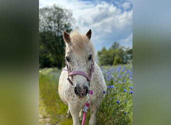 Mini Shetland Pony, Stute, 13 Jahre, 90 cm, Tigerschecke