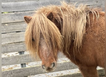 Mini Shetland Pony, Stute, 15 Jahre, 80 cm, Fuchs